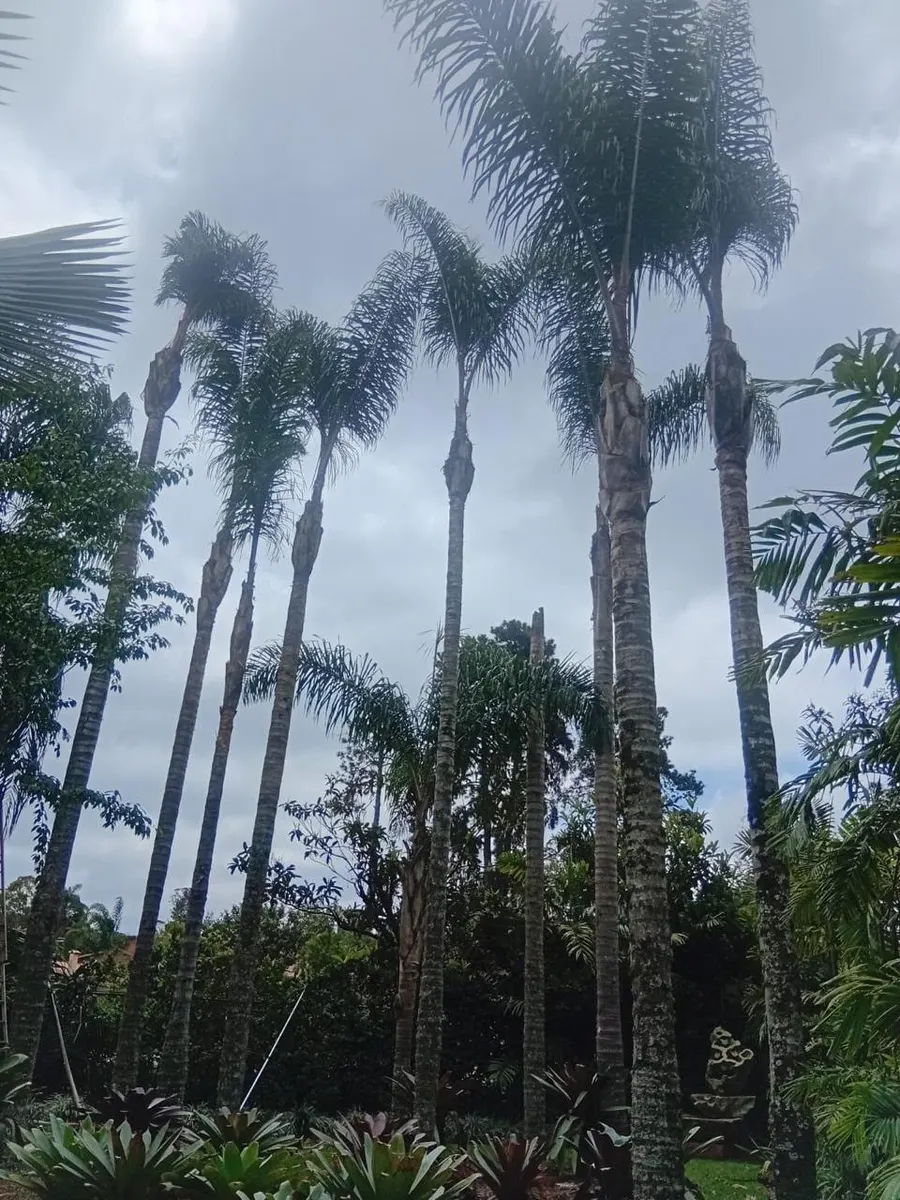 Conjunto de palmeiras altas em jardim residencial